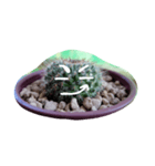 cactus.cactus（個別スタンプ：16）