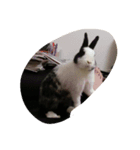 rabbit ++（個別スタンプ：7）