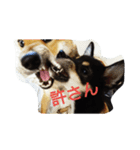 shibax（個別スタンプ：1）