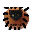 black cat m（個別スタンプ：1）