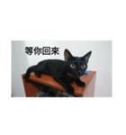 black cat m（個別スタンプ：5）