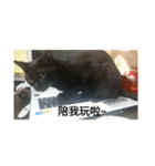 black cat m（個別スタンプ：7）