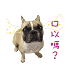 French Bulldog Fat bubble（個別スタンプ：3）