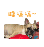 French Bulldog Fat bubble（個別スタンプ：7）