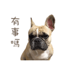 French Bulldog Fat bubble（個別スタンプ：10）