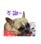 French Bulldog Fat bubble（個別スタンプ：11）