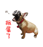 French Bulldog Fat bubble（個別スタンプ：12）