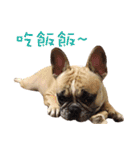 French Bulldog Fat bubble（個別スタンプ：13）