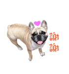 French Bulldog Fat bubble（個別スタンプ：14）