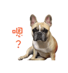 French Bulldog Fat bubble（個別スタンプ：15）