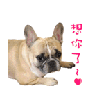 French Bulldog Fat bubble（個別スタンプ：19）