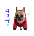 French Bulldog Fat bubble（個別スタンプ：21）