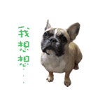 French Bulldog Fat bubble（個別スタンプ：22）