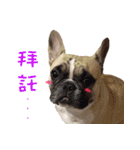 French Bulldog Fat bubble（個別スタンプ：23）