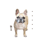 French Bulldog Fat bubble（個別スタンプ：24）