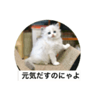 ラグドールのこねこ（個別スタンプ：16）