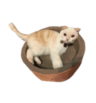 I am yogurt（個別スタンプ：1）