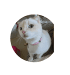 I am yogurt（個別スタンプ：2）