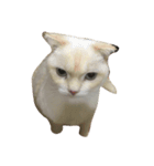 I am yogurt（個別スタンプ：3）