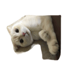 I am yogurt（個別スタンプ：4）
