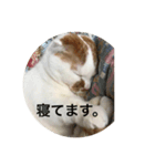 愛猫こたちゃんの日常（個別スタンプ：2）