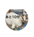 愛猫こたちゃんの日常（個別スタンプ：7）