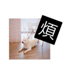 White shiba Hoya 1（個別スタンプ：7）