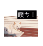 White shiba Hoya 1（個別スタンプ：8）