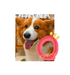 thewelshcorgi youcan'twork6（個別スタンプ：1）