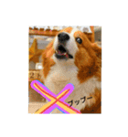 thewelshcorgi youcan'twork6（個別スタンプ：2）