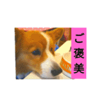 thewelshcorgi youcan'twork6（個別スタンプ：3）