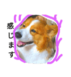 thewelshcorgi youcan'twork6（個別スタンプ：5）