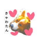 thewelshcorgi youcan'twork6（個別スタンプ：7）