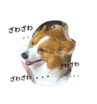 thewelshcorgi youcan'twork6（個別スタンプ：8）