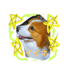 thewelshcorgi youcan'twork6（個別スタンプ：9）