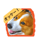 thewelshcorgi youcan'twork6（個別スタンプ：10）