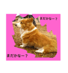 thewelshcorgi youcan'twork6（個別スタンプ：11）