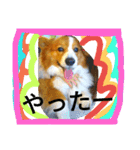 thewelshcorgi youcan'twork6（個別スタンプ：13）