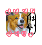 thewelshcorgi youcan'twork6（個別スタンプ：14）