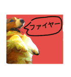 thewelshcorgi youcan'twork6（個別スタンプ：16）