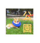 thewelshcorgi youcan'twork6（個別スタンプ：17）