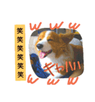 thewelshcorgi youcan'twork6（個別スタンプ：18）