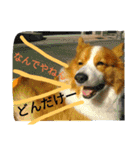 thewelshcorgi youcan'twork6（個別スタンプ：20）