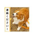 thewelshcorgi youcan'twork6（個別スタンプ：22）