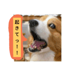 thewelshcorgi youcan'twork6（個別スタンプ：25）