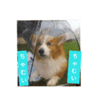 thewelshcorgi youcan'twork6（個別スタンプ：27）