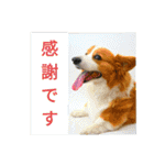 thewelshcorgi youcan'twork6（個別スタンプ：28）