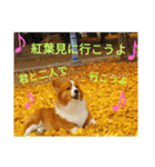 thewelshcorgi youcan'twork6（個別スタンプ：30）