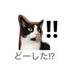 猫のガブ（個別スタンプ：6）