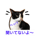 猫のガブ（個別スタンプ：8）